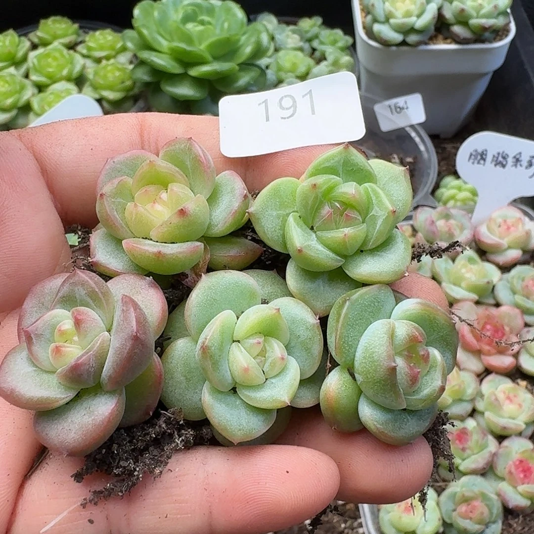 一物一拍一物一拍907-191