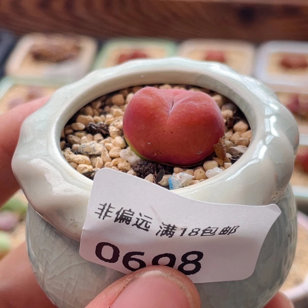 无花朵0698--一物一拍 带盆 水蜜桃