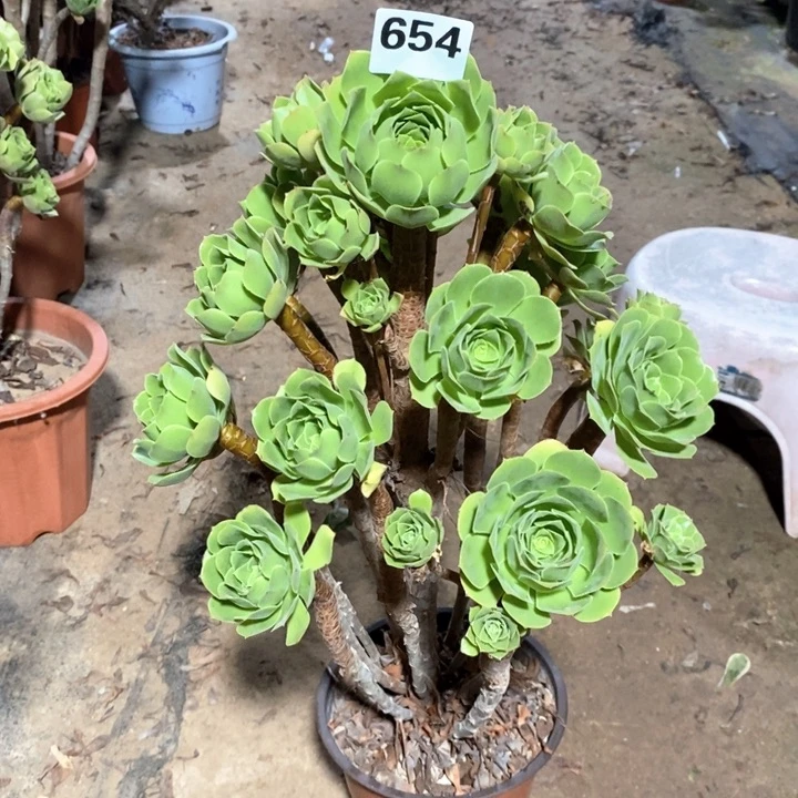 蒙****行法师植物一物一拍654