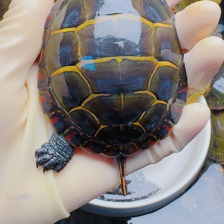 云***！绿毛龟母22222222222