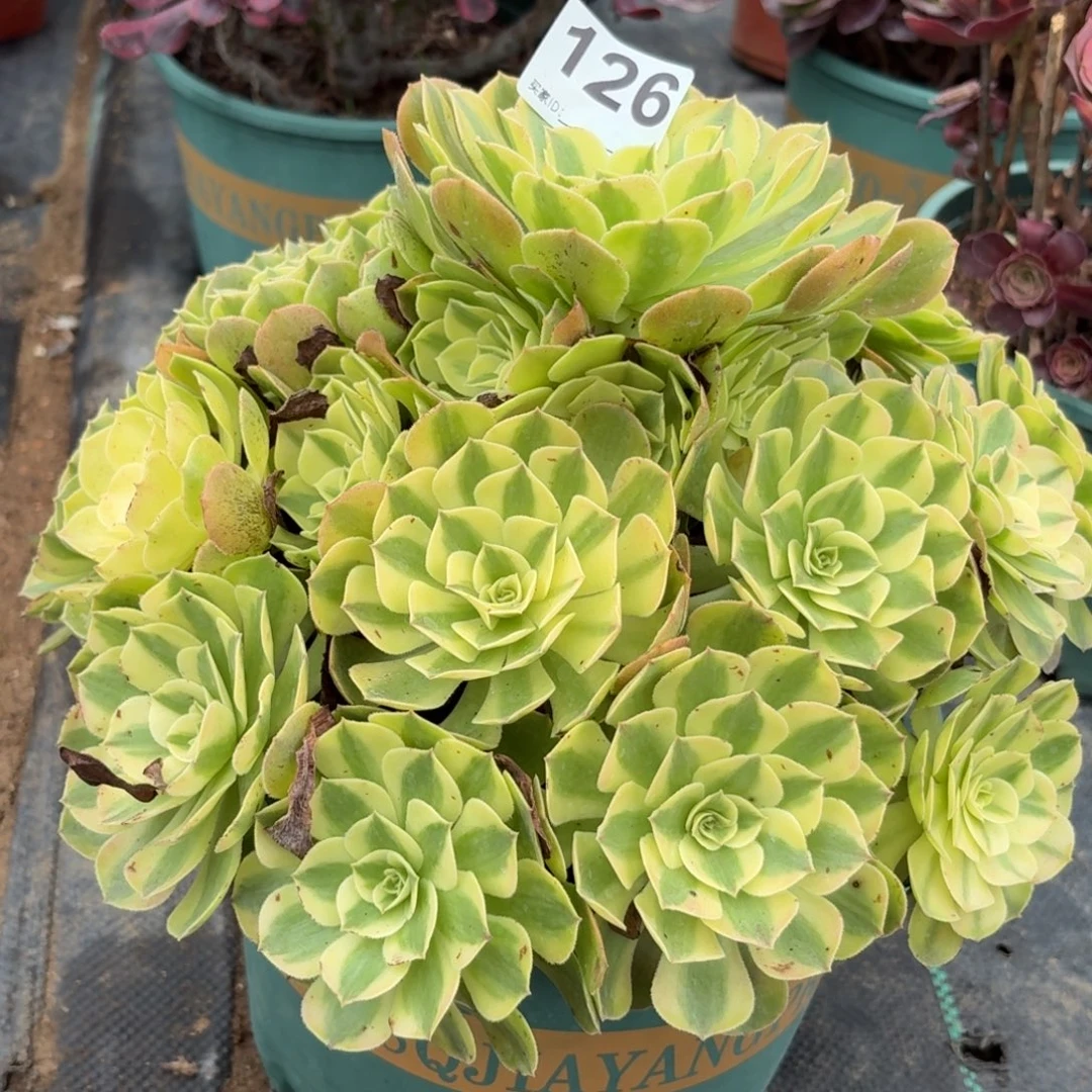 126雨河多肉植物发货