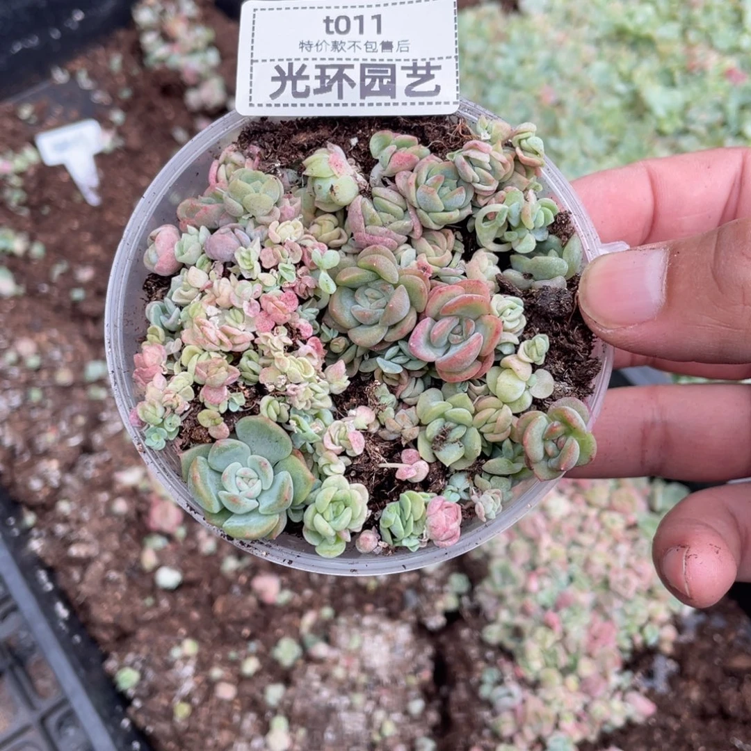 11t11胖珍切糕福利包邮