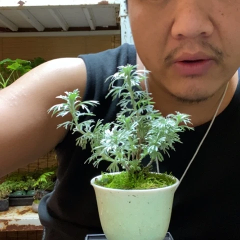 红陶一物一拍所见即所得178