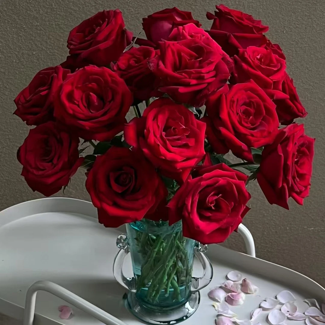 （卡罗拉-单头玫瑰）玫瑰云南基地直发生活鲜花