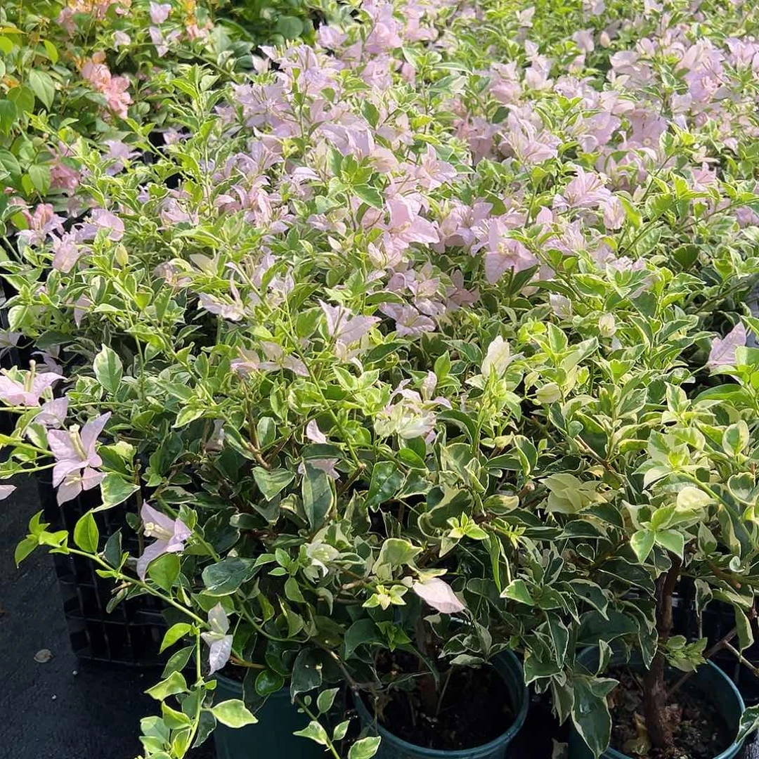 当前无花栽培后可以开花花叶苹果花掌中宝一颗