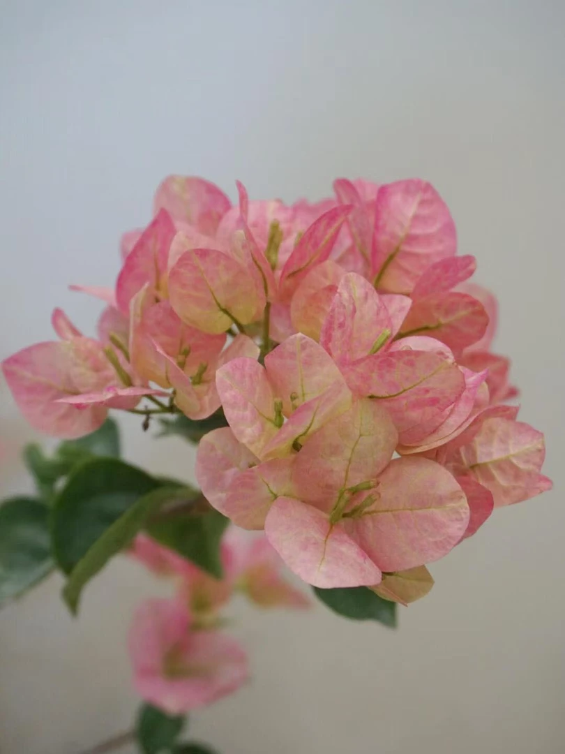 【绿叶五宝】【包售后一个月】【包对版】三角梅四季开花爬藤飘枝好养护