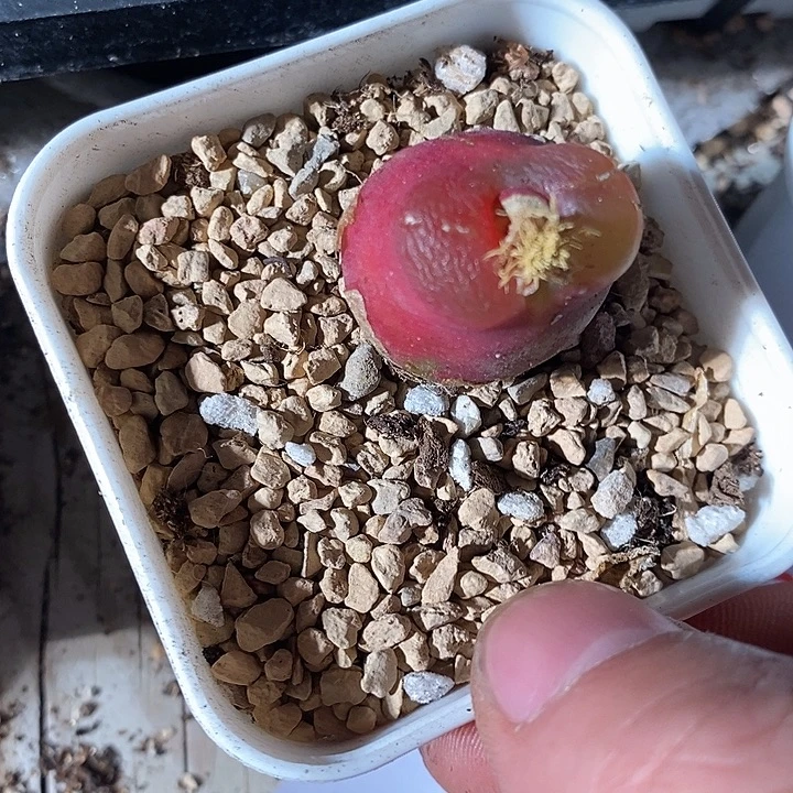 3489。       一颗。