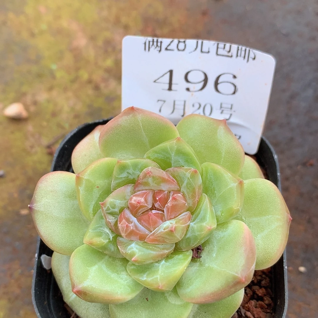 【闪购商品】云496号