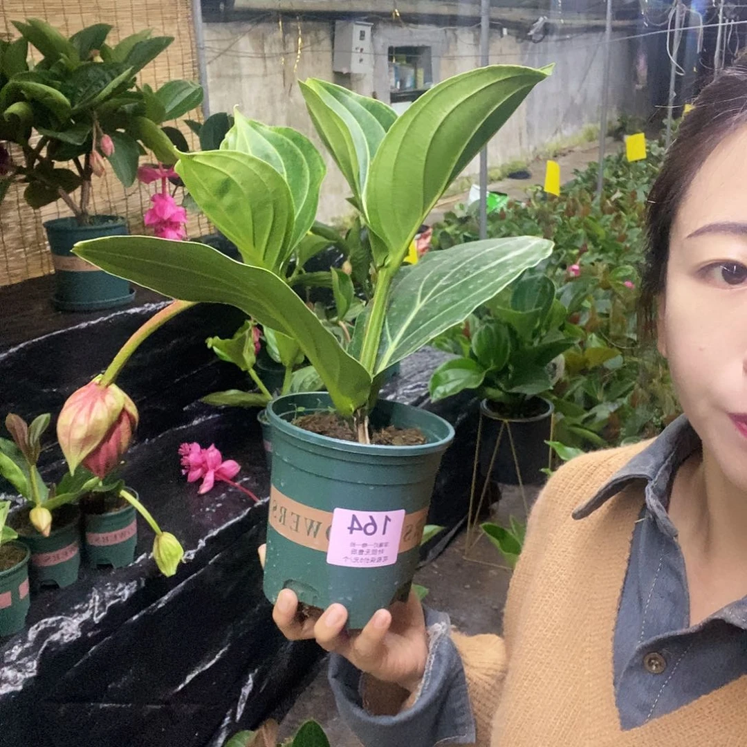 木本植物揣****白木本花卉164花苞嫩芽无售后