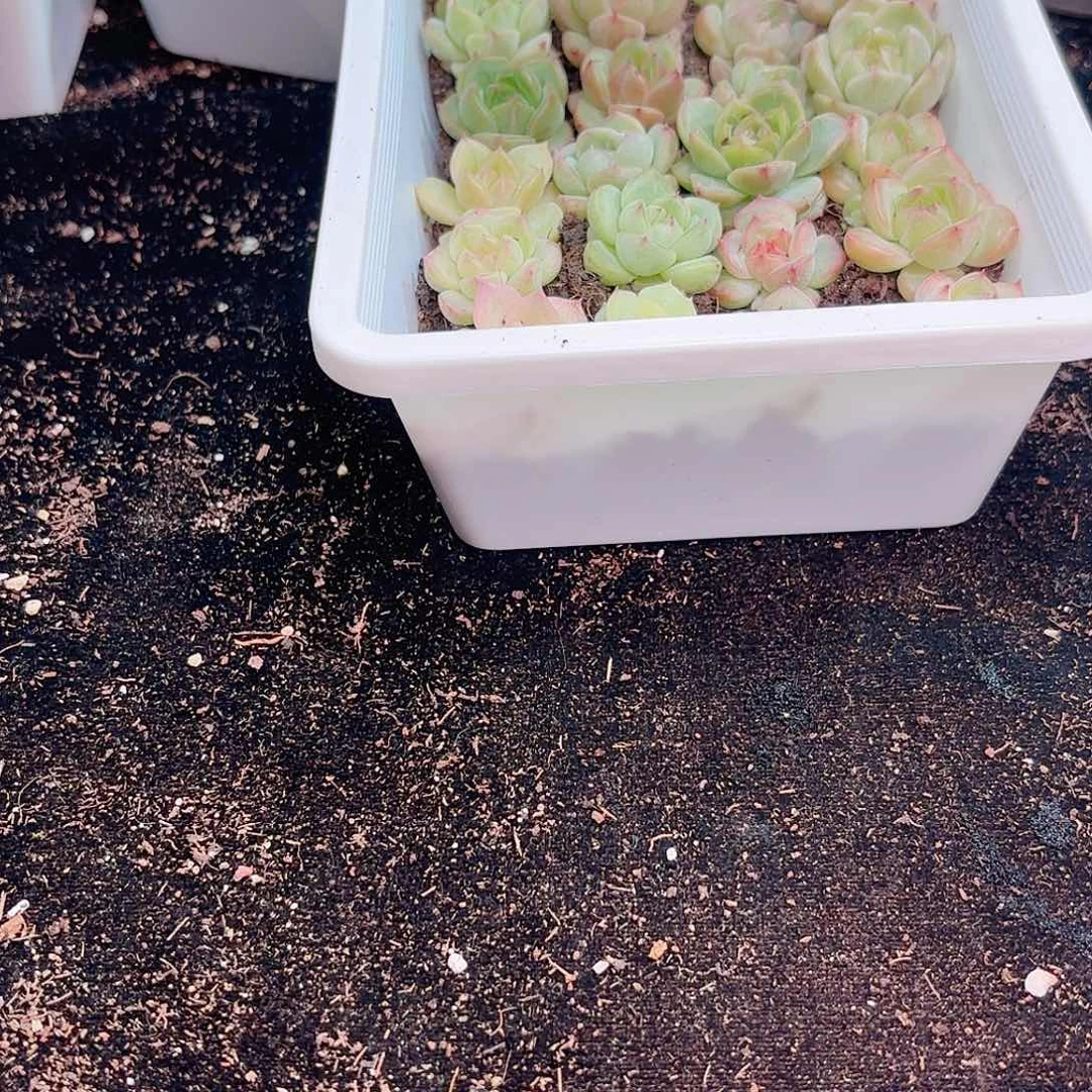甜*红莓啵啵15颗 新疆西藏内蒙不发货