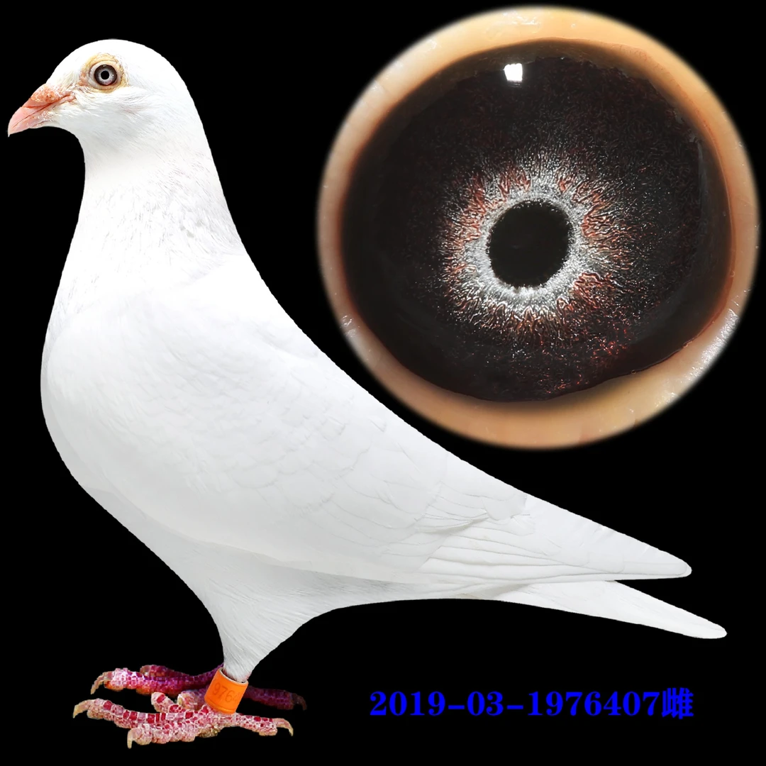 2号!多种优质赛鸽品种可选纯白色信鸽种鸽幼鸽可家养