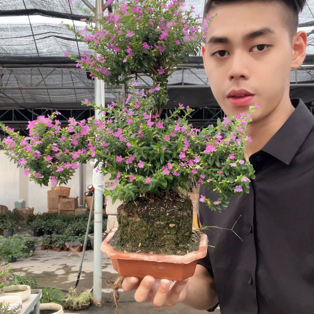 当前无花栽培后可以开花盆景满天星