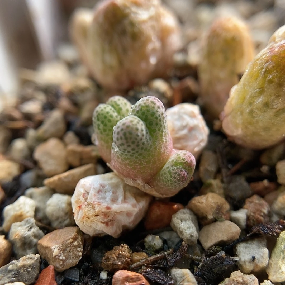 955D斑马一颗满35包邮