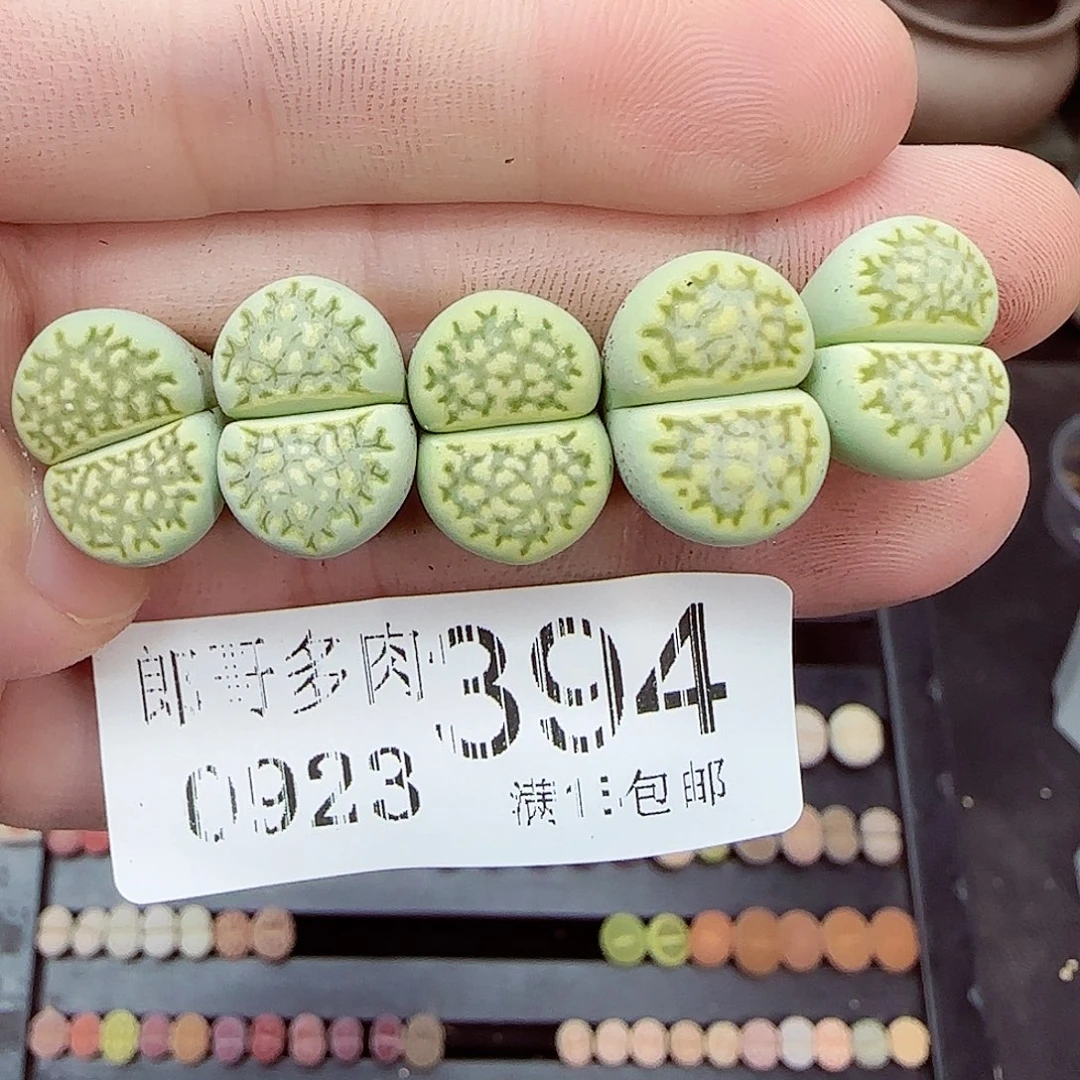 满满18包邮0923-394