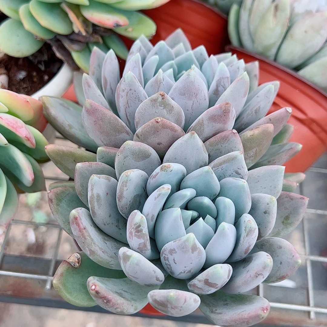 胖美人双头起发精品
