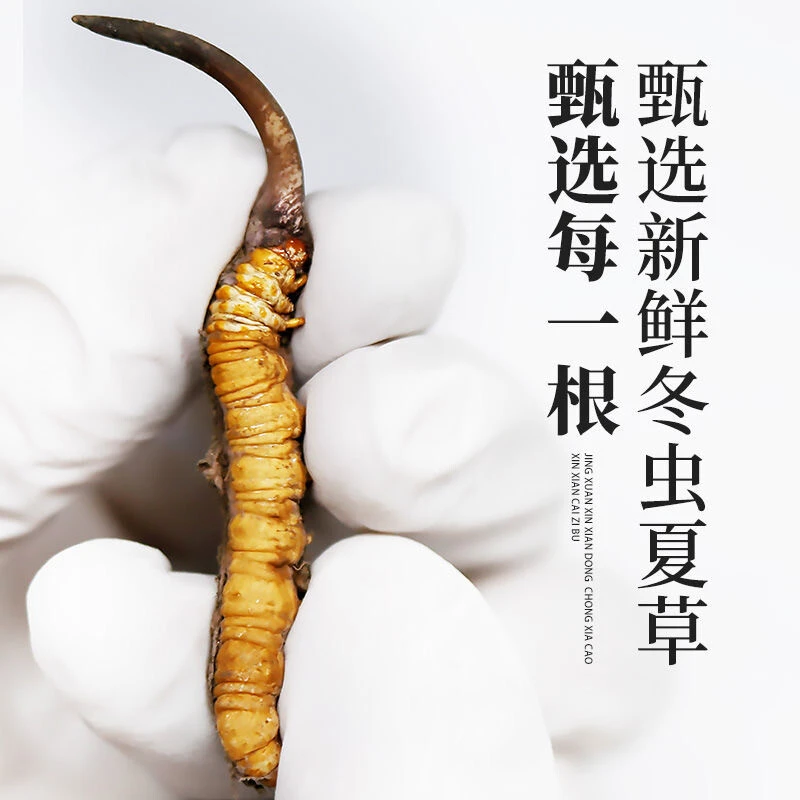 新鲜冬虫夏草0.8--0.9克/根 鲜虫草 顺丰冷链达