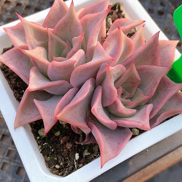 多肉植物红饺子皮609