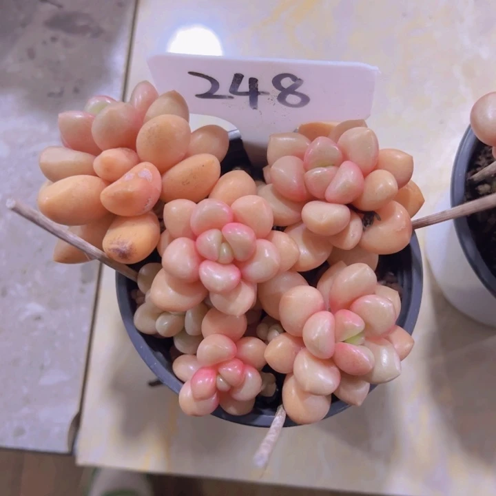 健健康康平平安安