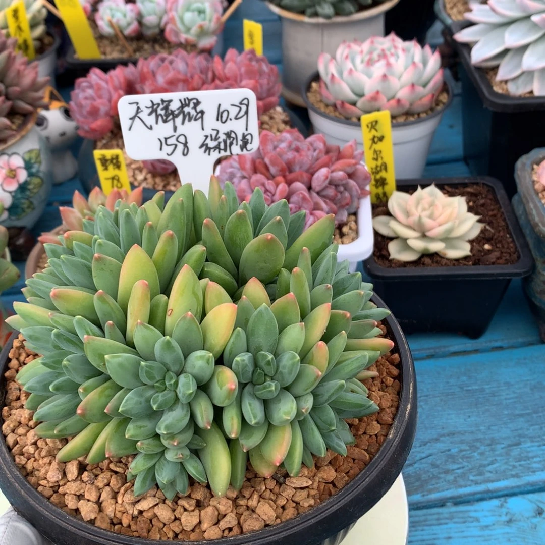 天***辉我们家的小仙女们