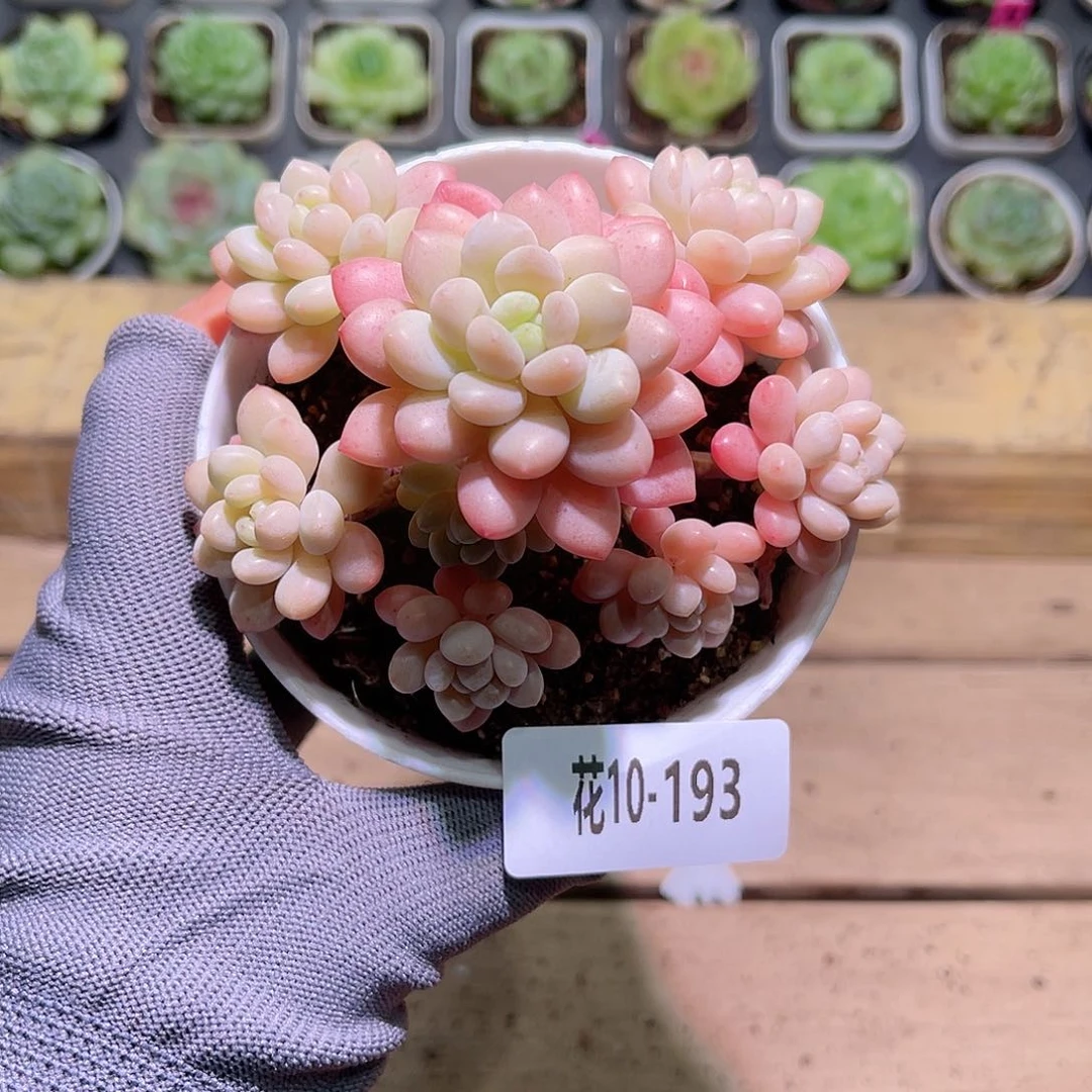 花10-193洛可可群