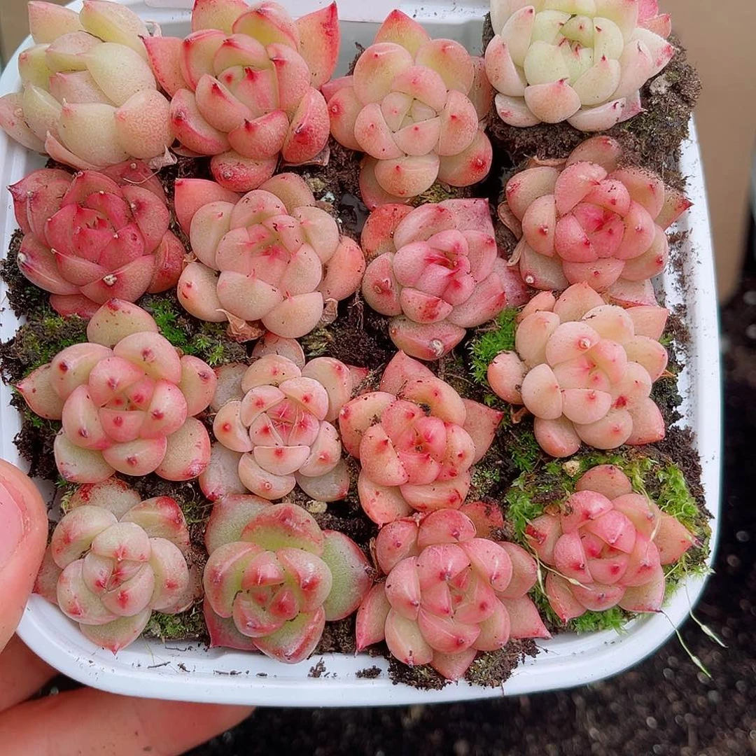 1-464 新疆西藏内蒙不发 12.8包邮多肉