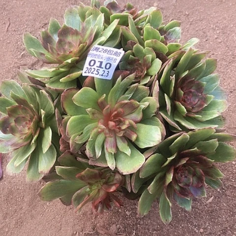 2.3-10红丝绒多肉植物