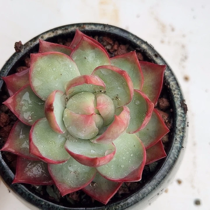 惊鸿惊鸿惊鸿 量拍 叶展10默认裸根发货