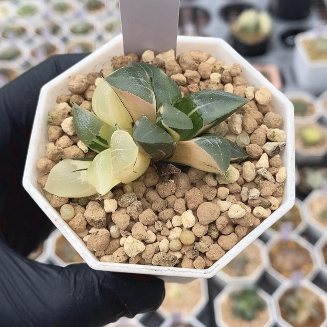 克类十二卷多肉植物