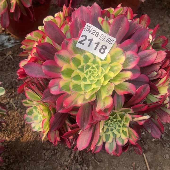 2118天和多肉植物