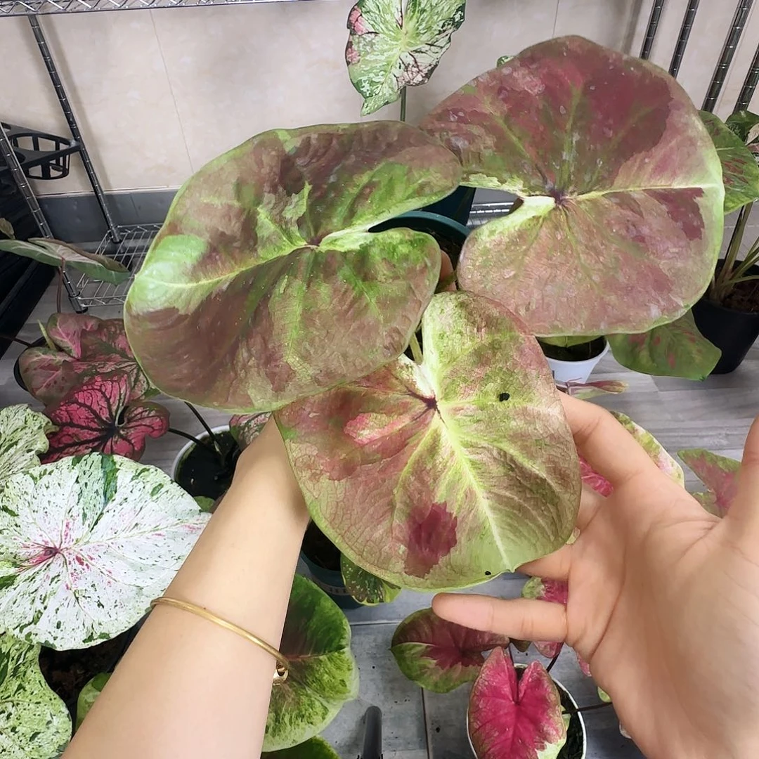 完全开放   51实生