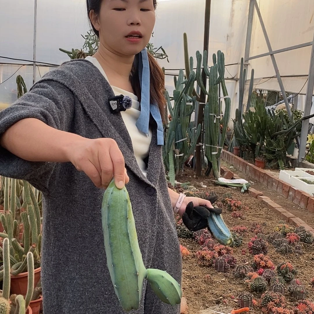 现砍侧牙11 号。