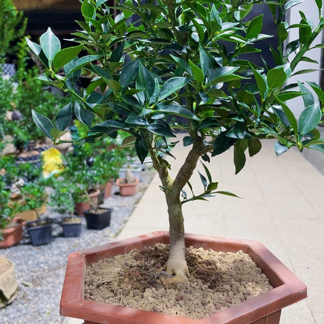 完全开放阳****?八房里有房出租。