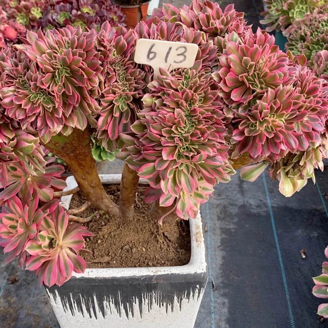 红陶一物一拍多肉法师613