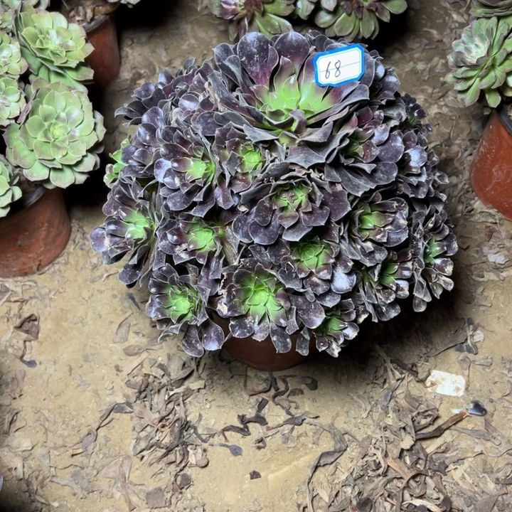 多肉植物满江红68