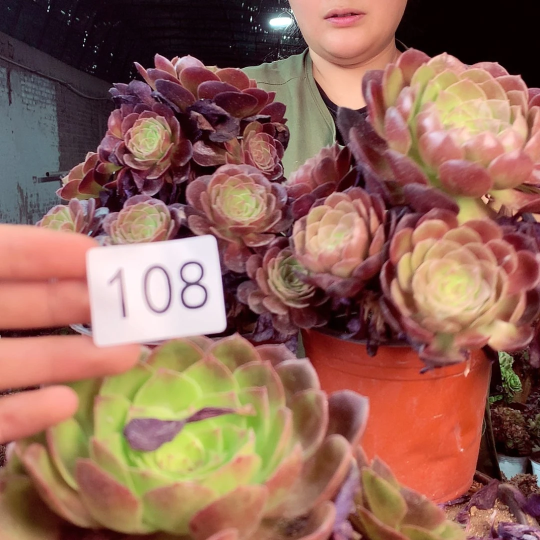 无花朵柒哥多肉法师不包侧断枝108