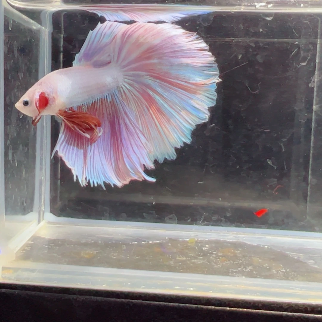 斗鱼浅色仙仙裙特殊尾