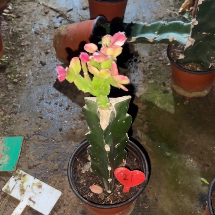 橙***子当前无花栽培后可以开花037  21