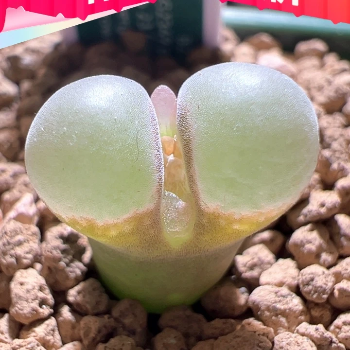 w644。优选四年b23。88折后价