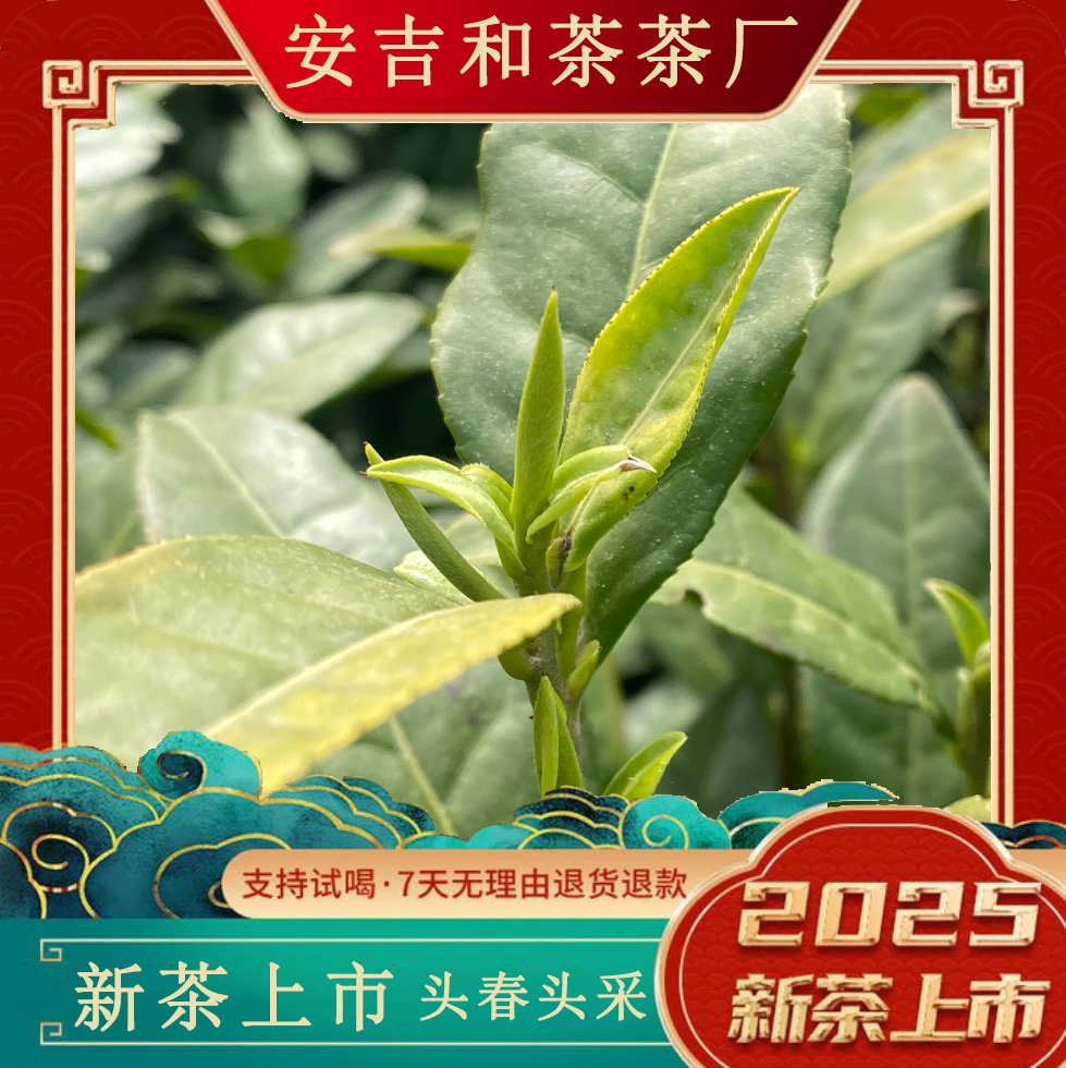 【A88 开园头春头采】 2025新茶 安吉头采 高山白茶 送茶 茶礼