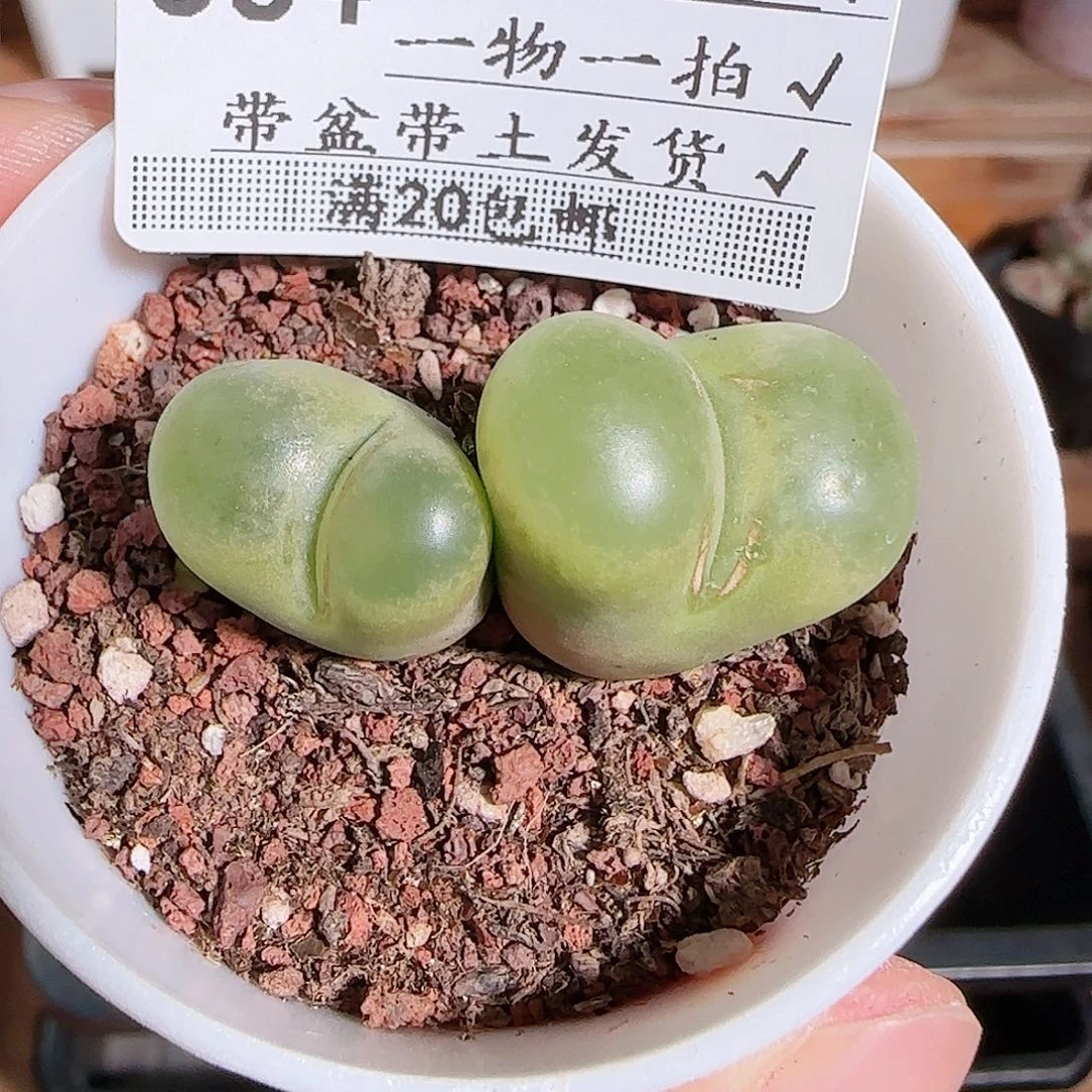 1108----564毛汗尼