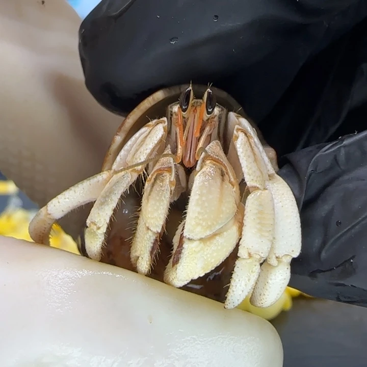 A33熊猫色 西沙1.3cm口径