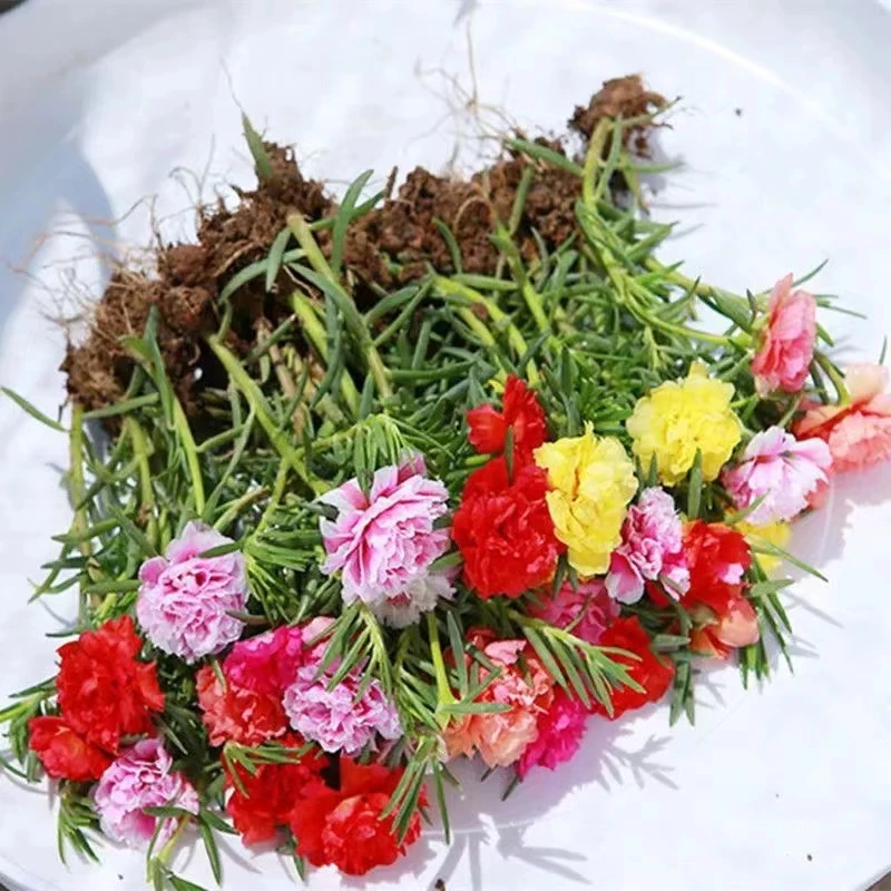 *重瓣太阳花苗混色带根带土带花苞盆栽进口多色宿根枝条四季开花