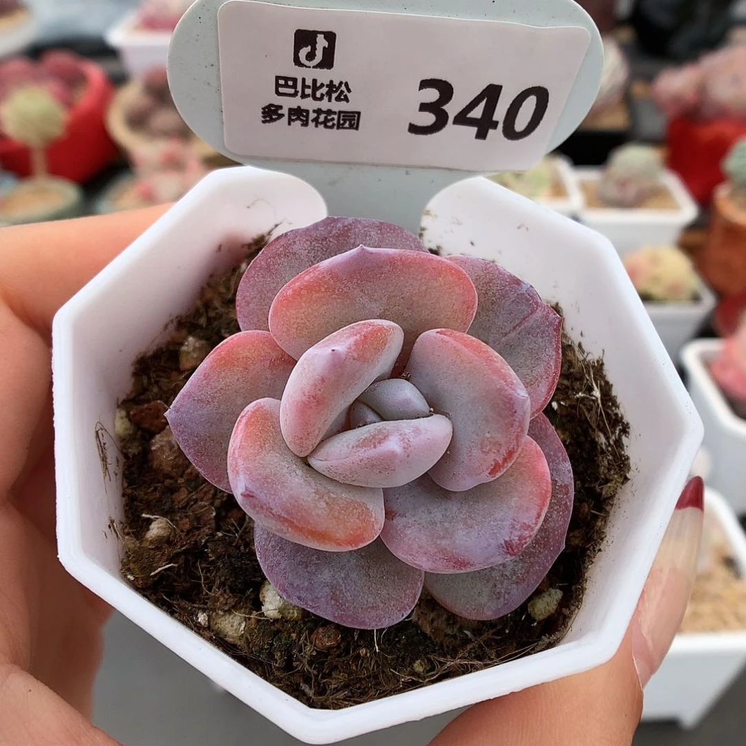 340奶茶多肉植物一个