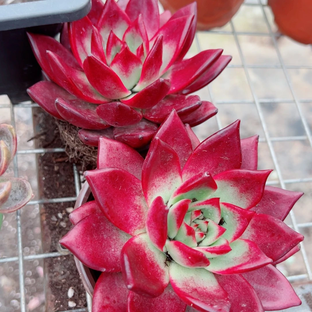 罗兵大单头老桩两盆