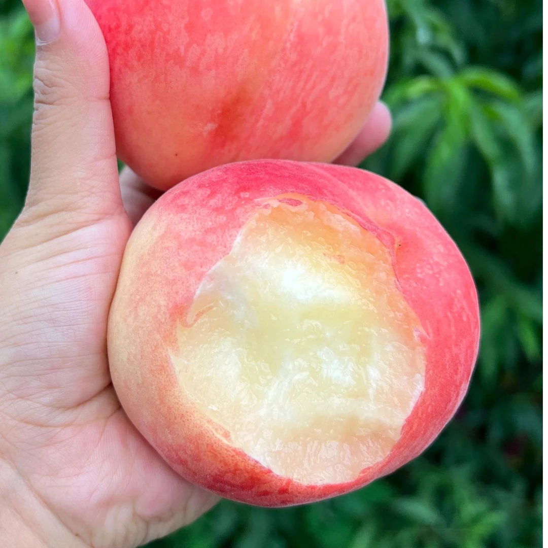 【现货-洪福齐天专属】湖北高山脆桃现摘桃子应季毛桃脆甜多汁