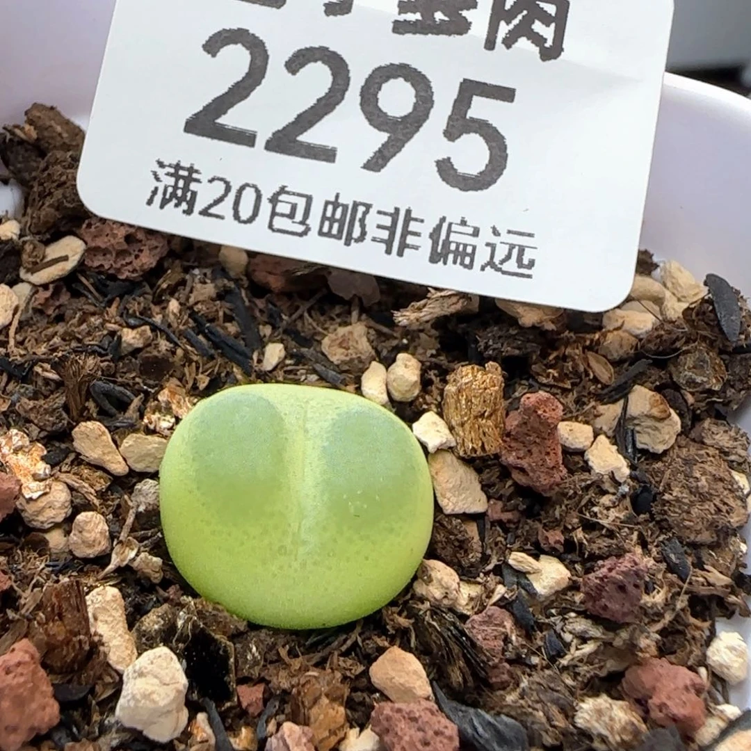 拉登1.3➕带盆土。