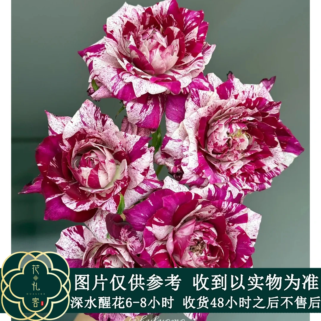 云花巷# 【紫虎】鲜花优选 顺丰直发