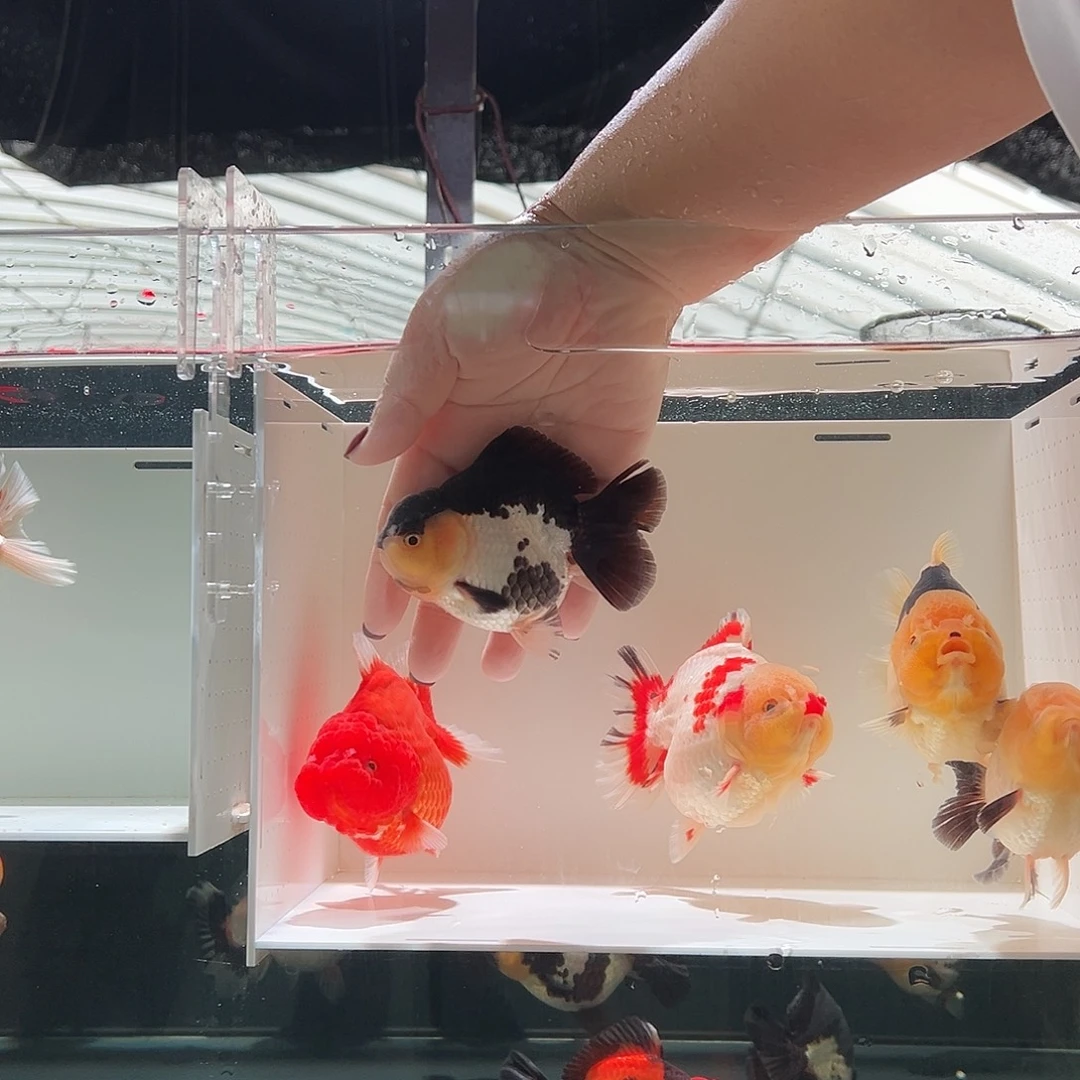 小***鱼海水鱼小涛一条黑白玛丽
