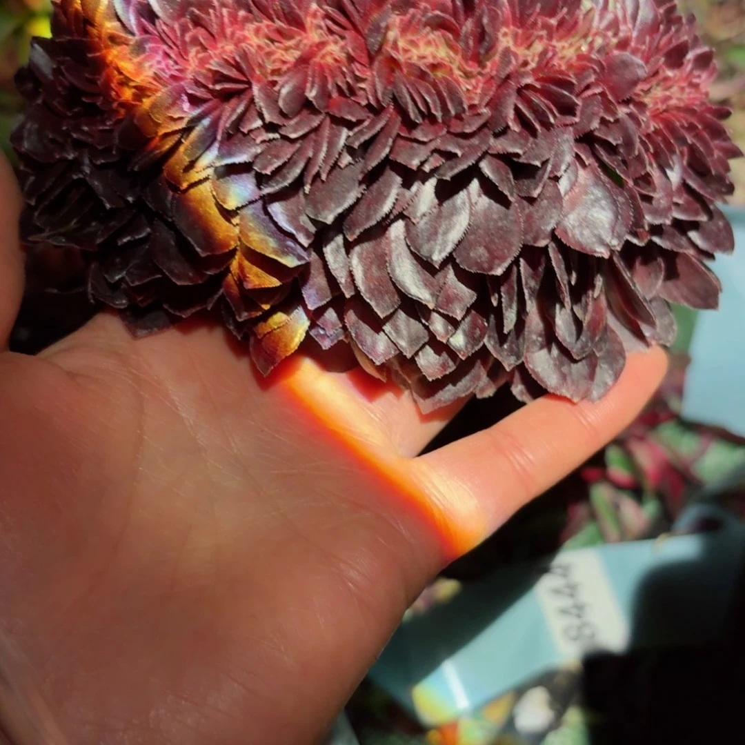 我8449 号多肉法师特价没有根