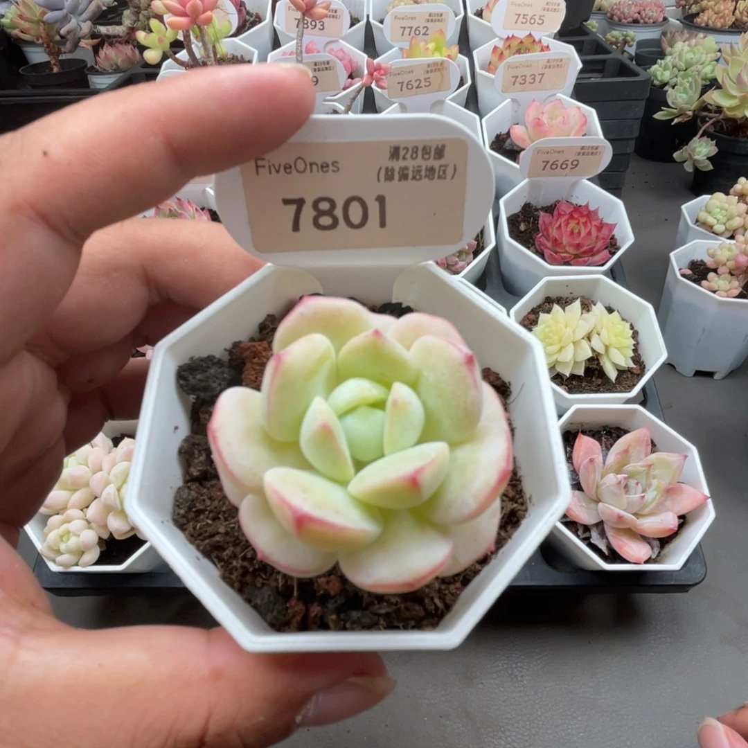 7801香草  4.0厘米